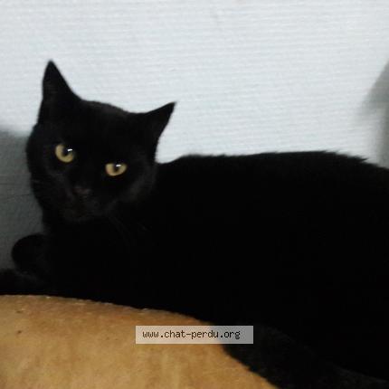 Foto 1/1 ILIA Chat perdido en Ploudalmezeau
