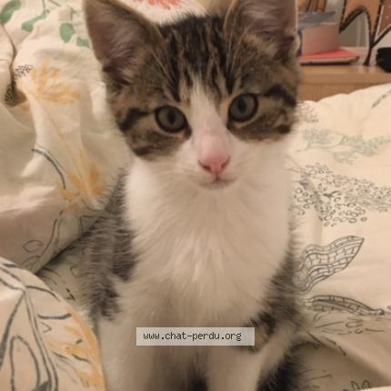 Foto 1/1 Hasni Chat perdido en St ouen