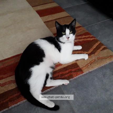 Foto 1/1 Pralinette anciennement Nadia Chat perdido en Poissy