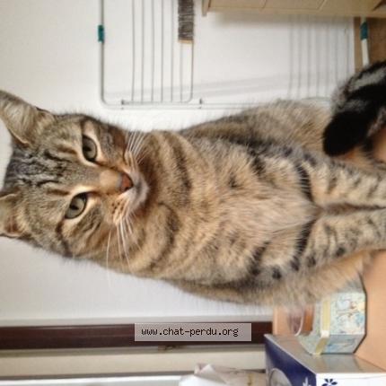 Foto 1/1 MINETTE Chat perdido en Septemes les vallons