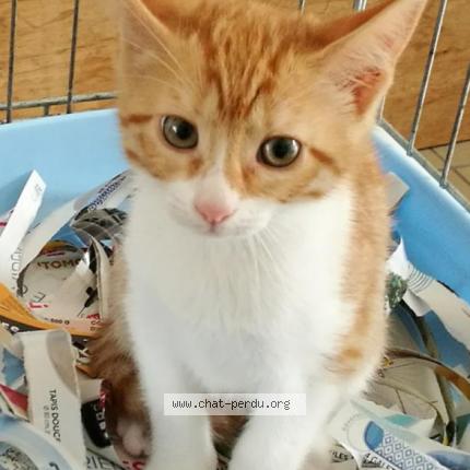 Foto 1/1 Cannelle Chat perdido en Thuir