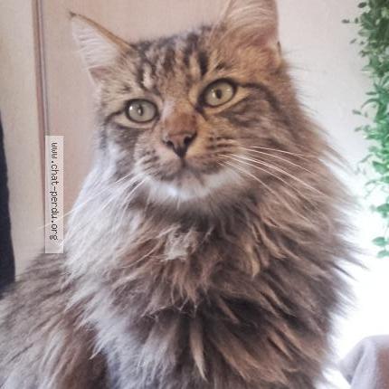 Foto 1/1 Seppi Chat perdido en Le vast