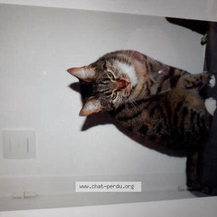 Foto 1/1 Caline Chat perdido en Bruges