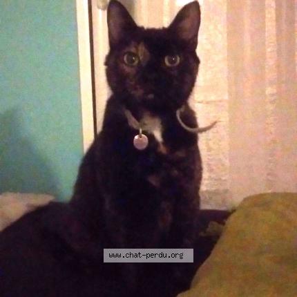 Foto 1/1 Kali Chat perdido en Saint avertin