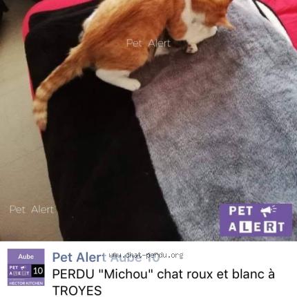 Foto 1/1 Michou Chat perdido en Troyes