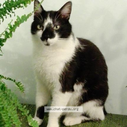 Foto 1/1 FELIX Chat perdido en Paris