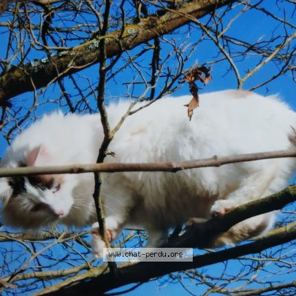 Foto 1/1 Chacha Chat perdido en Montauban