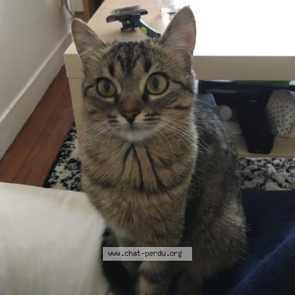 Foto 1/1 Dimanche Chat perdido en Brunoy