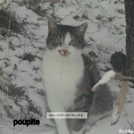 Foto 1/1 Poupite Chat perdido en Egly