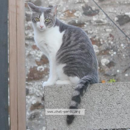 Foto 1/1 Gustave Chat perdido en Hanvec