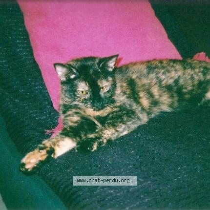 Foto 1/2 Isadora Chat perdido en Wiltz