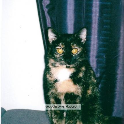 Foto 2/2 Isadora Chat perdido en Wiltz