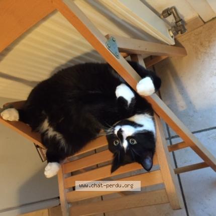 Foto 1/1 Figaro Chat perdido en Champagne au montr d or