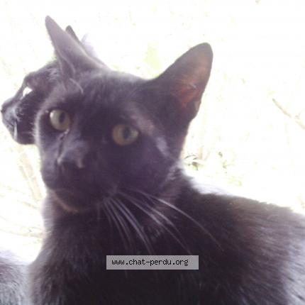 Foto 1/1 Jack Chat perdido en Paris