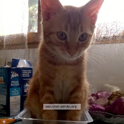 Foto 1/1 miu miu Chat perdido en Voiron