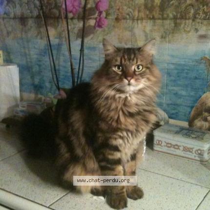 Foto 1/1 Charly Chat perdido en Saint verain