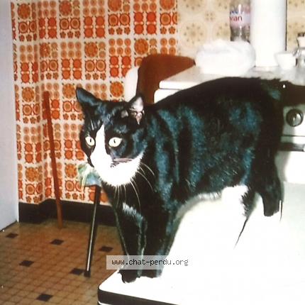 Foto 1/1 violette Chat perdido en Angers