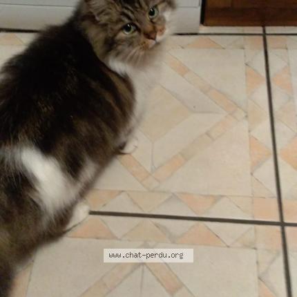 Foto 1/1 Punba Chat perdido en Hasparren