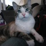 Foto del gato perdido en Lege Cap Ferret