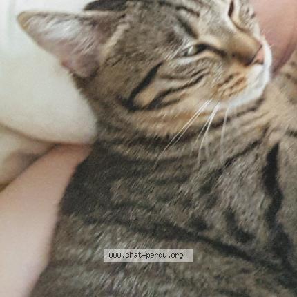 Foto 1/1 Sacha Chat perdido en Haubourdin