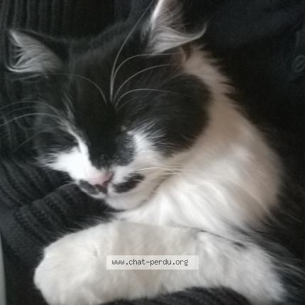 Foto 1/1 Tagada Chat perdido en Le val d ajol