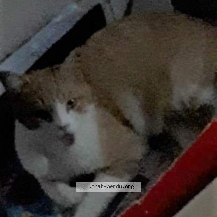 Foto 1/1 Oasis Chat perdido en Monsols