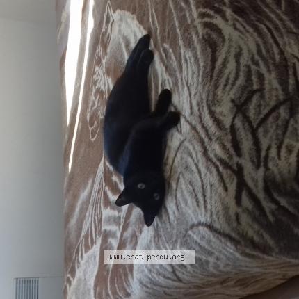 Foto 1/1 Alistar Chat perdido en Toulouse