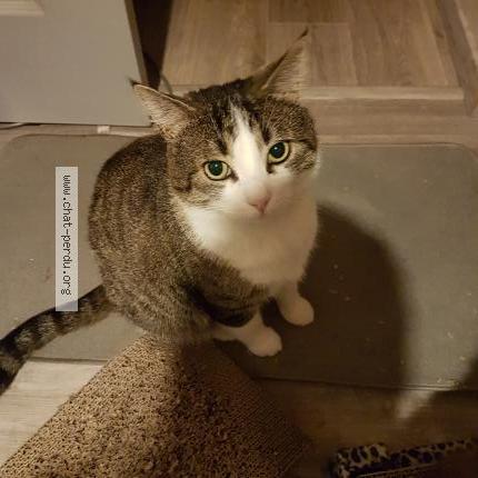 Foto 1/1 Skøll Chat perdido en Brest