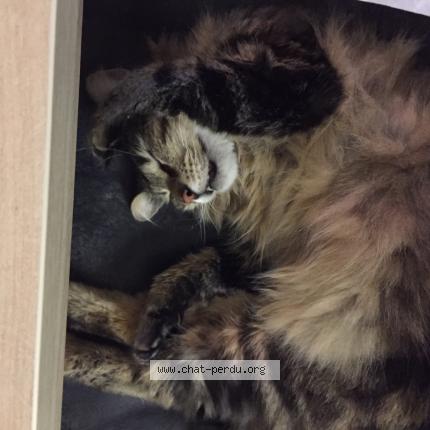 Foto 1/1 Mickey Chat perdido en Verquin