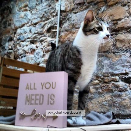 Foto 1/1 Tiago Chat perdido en Venissieux