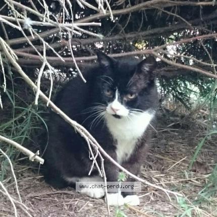 Foto 1/1 Lucky Chat perdido en Sauveterre saint denis