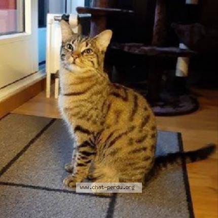 Foto 1/1 Myrtille Chat perdido en La plaine geneve