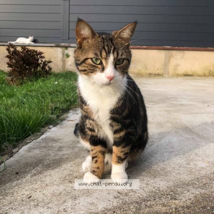 Foto 1/1 Bounty Chat perdido en Cherisy