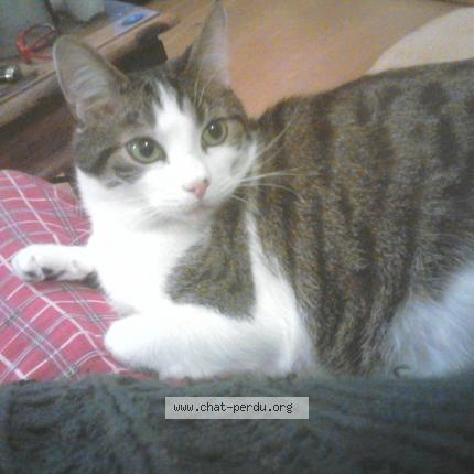 Foto 1/1 Charlie Chat perdido en Vichy