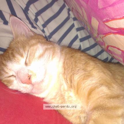 Foto 1/1 calisson Chat perdido en Lyon