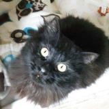 Foto del gato perdido en Rennes