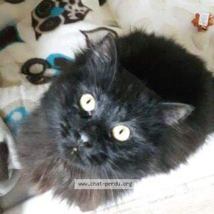 Foto 1/1 Black Moon Chat perdido en Rennes