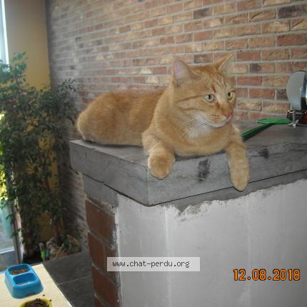 Foto 1/3 odin Chat perdido en Liege