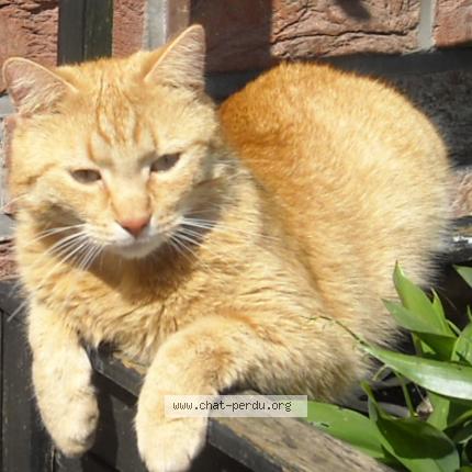 Foto 2/3 odin Chat perdido en Liege