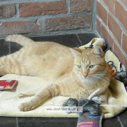 Foto 3/3 odin Chat perdido en Liege