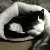 Foto del gato perdido en Belfort Du Quercy