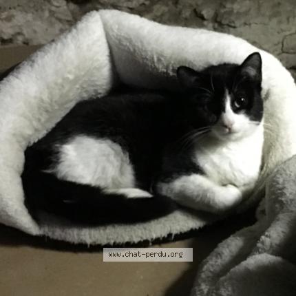 Foto 1/1 Domino Chat perdido en Belfort du quercy