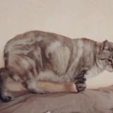 Foto del gato perdido en Saint Medard En Jalles