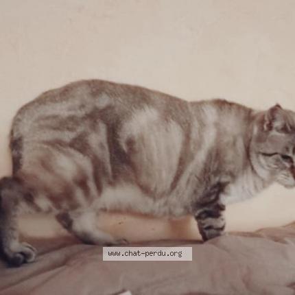 Foto 1/1 Mina Chat perdido en Saint medard en jalles