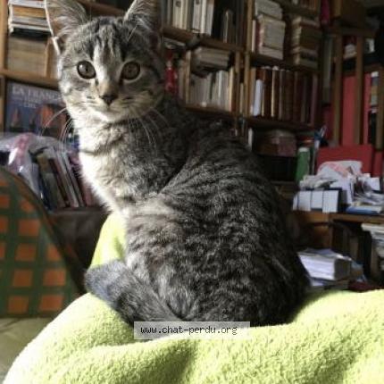 Foto 1/1 Kili Chat perdido en Le cannet rocheville