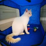 Foto del gato perdido en Laplume