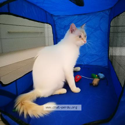 Foto 1/1 OSLO Chat perdido en Laplume