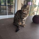 Foto del gato perdido en Cenac