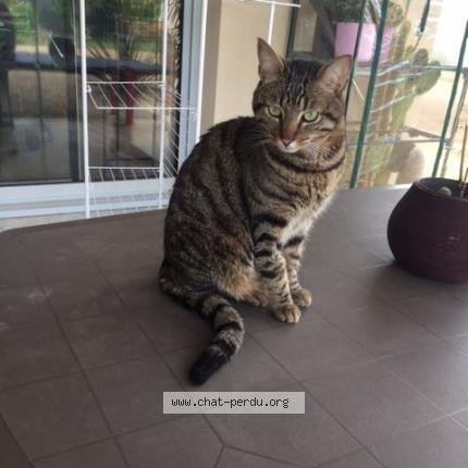 Foto 1/1 Loki Chat perdido en Cenac