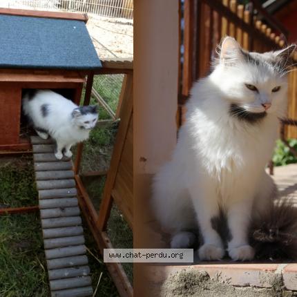 Foto 1/1 Shadow Chat perdido en Notre dame de riez